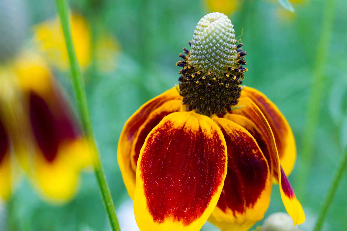 A close up horizontal image of a red and yellow Mexican hat flower pictured on a soft focus background.