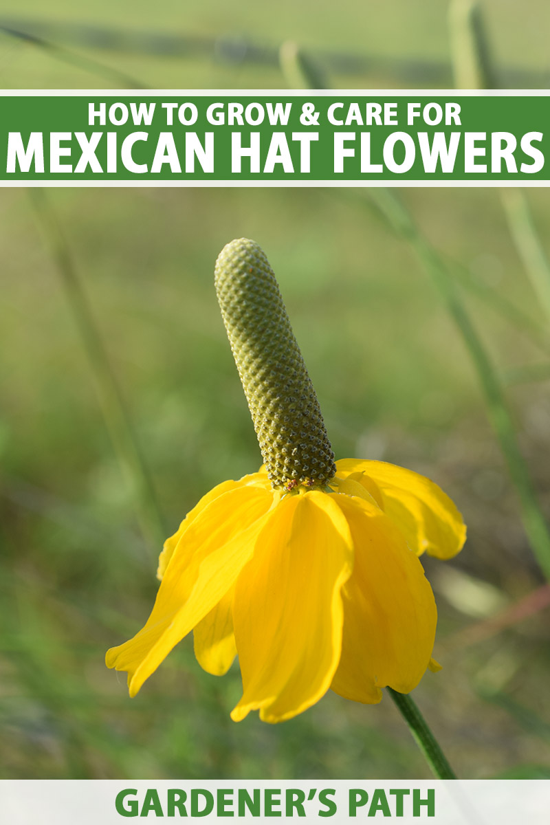 A close up vertical image of a yellow Mexican hat flower pictured in light sunshine on a soft focus background. To the top and bottom of the frame is green and white printed text.
