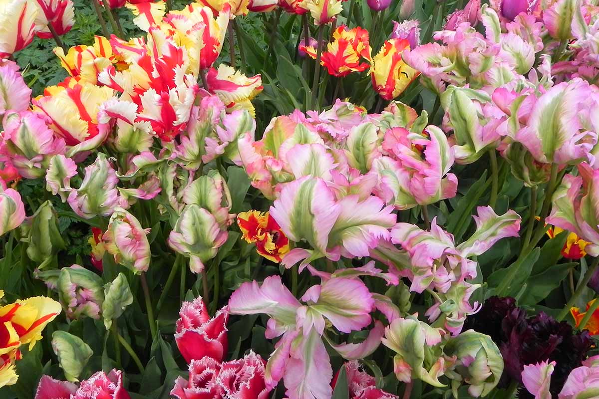 A close up of a variety of different colored cultivars of the parrot tulip, pictured growing in the garden with soft green foliage, fading to soft focus in the background.