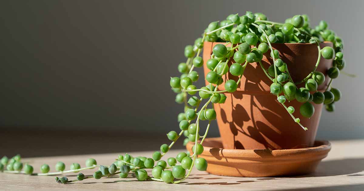 Succulents String Of Pearls