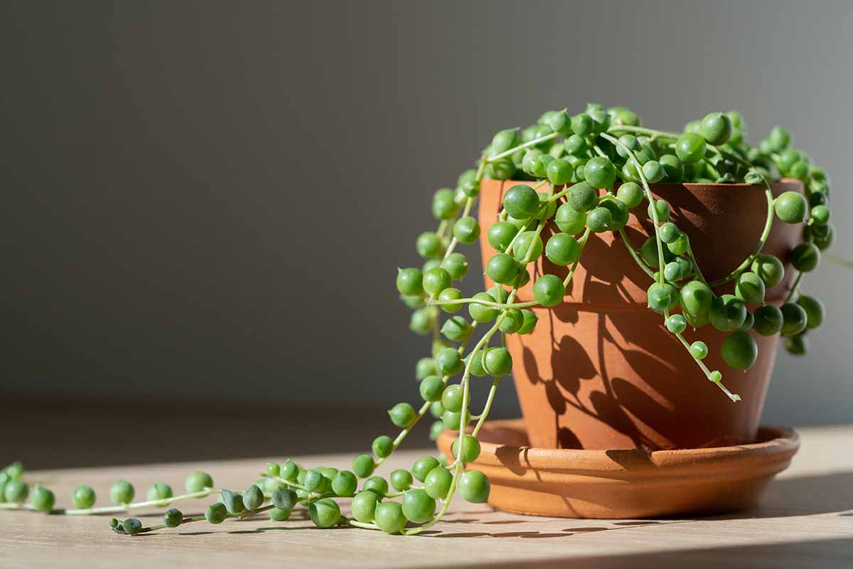 how to grow and care for string of pearls | gardener's path