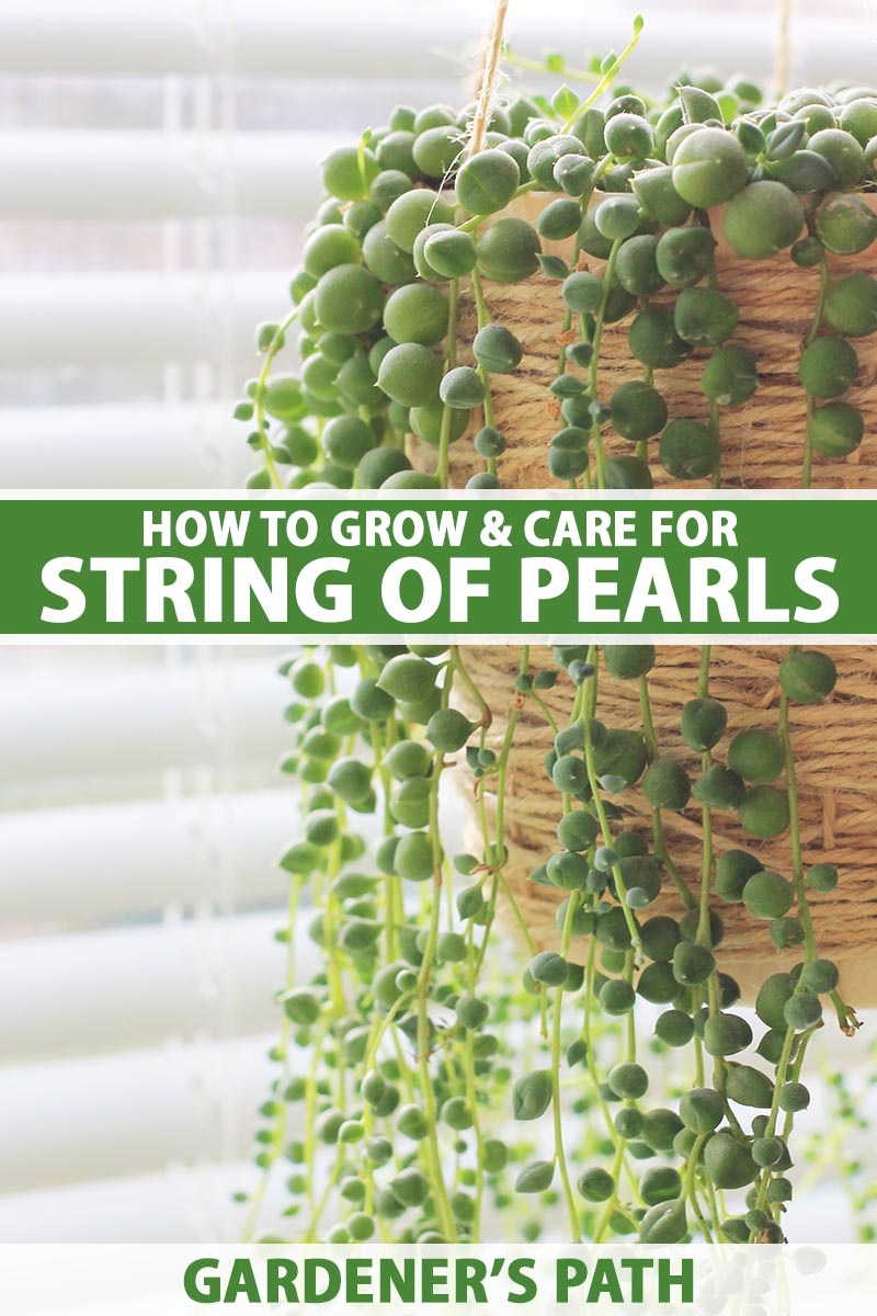 A close up vertical image of a string of pearls (Senecio rowleyanus) plant growing in a hanging basket cascading over the side. To the center and bottom of the frame is green and white printed text.