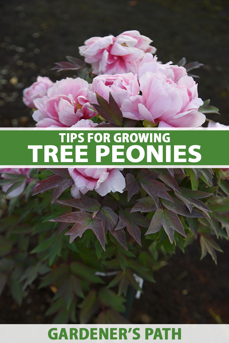 A close up vertical image of pink tree peonies growing in the garden pictured on a soft focus background. To the center and bottom of the frame is green and white printed text.
