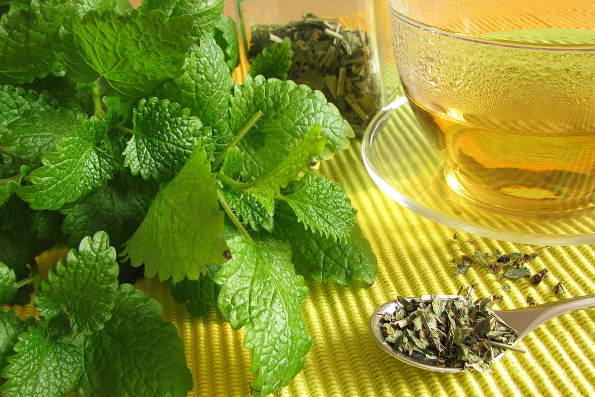A close up horizontal image of a glass of lemon balm (Melissa officinalis) tea next to a bunch of the herb both fresh and dried set on a yellow surface.