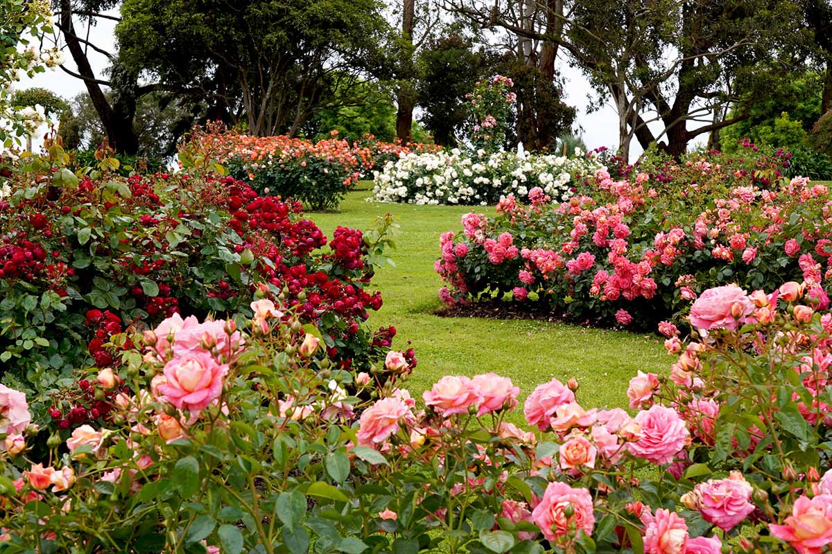 A horizontal image of a large rose garden featuring different colored varieties with trees in the background.