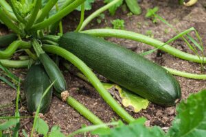 A close up horizontal image of zucchini plants with ripe fruits growing in the garden.