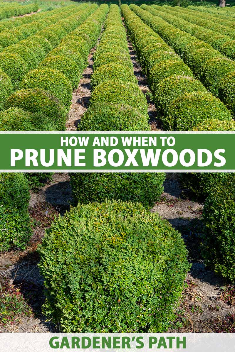 A vertical image of rows of formally pruned boxwood shrubs pictured in bright sunshine. To the center and bottom of the frame is green and white printed text.