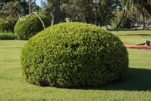 A close up horizontal image of a boxwood shrub growing in a park pruned into a round shape.