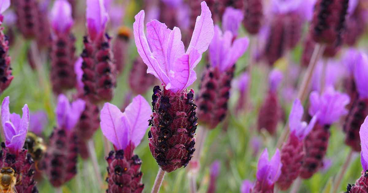 French Lavender: Plant Care & Growing Guide