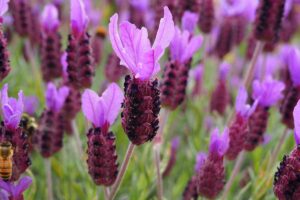 A close up horizontal image of lavender flowers growing en masse in the garden fading to soft focus in the background.
