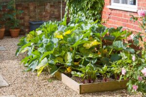 A horizontal image of a raised bed garden outside a brick home with a large squash plant growing with beets.