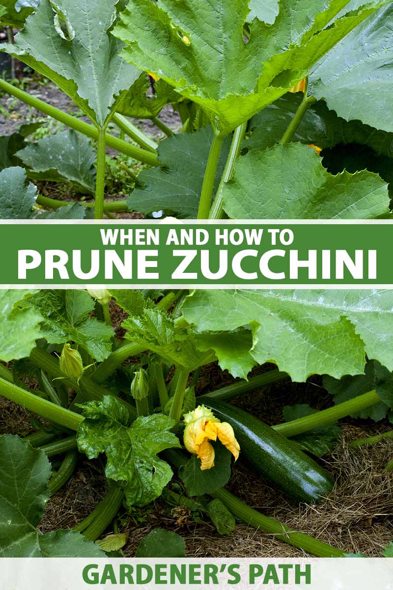 A close up vertical image of a large zucchini plant with ripe and developing fruit growing in the garden. To the center and bottom of the frame is green and white printed text.