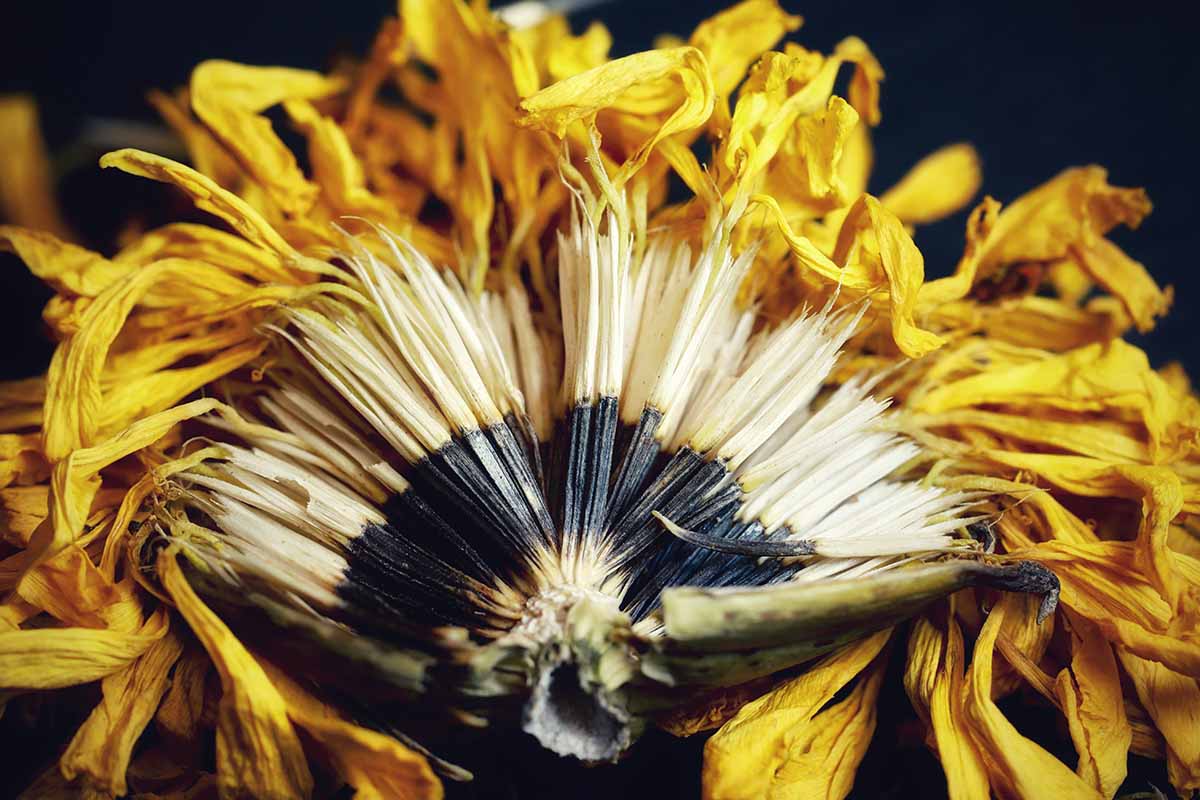 A close up horizontal image of a spent marigold flower opened up to reveal the seeds inside.