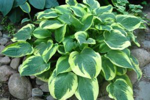 A close up horizontal image of a variegated hosta plant growing in the garden.