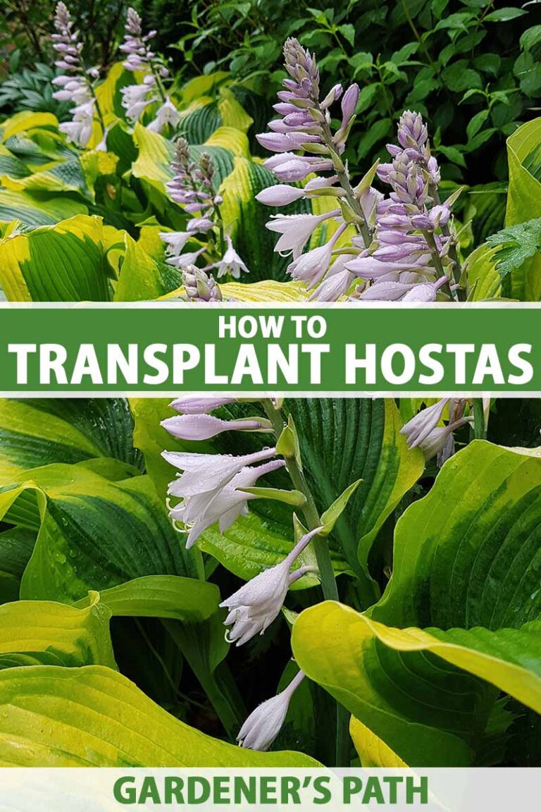 How to Transplant Hostas | Gardener’s Path