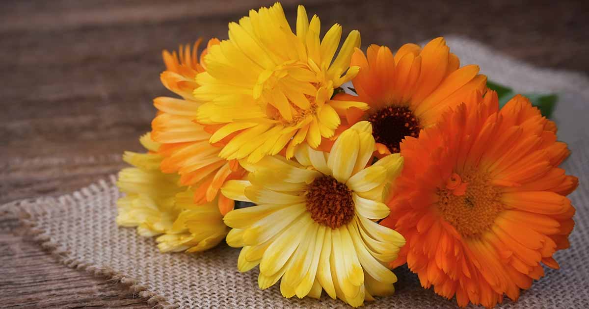 The Medicinal Uses and Health Benefits of Calendula Flower