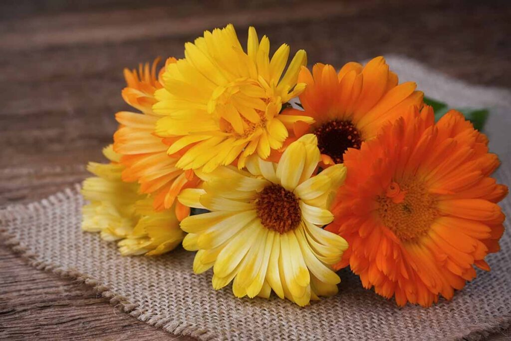 How to Grow and Care for Lantana Flowers | Gardener’s Path