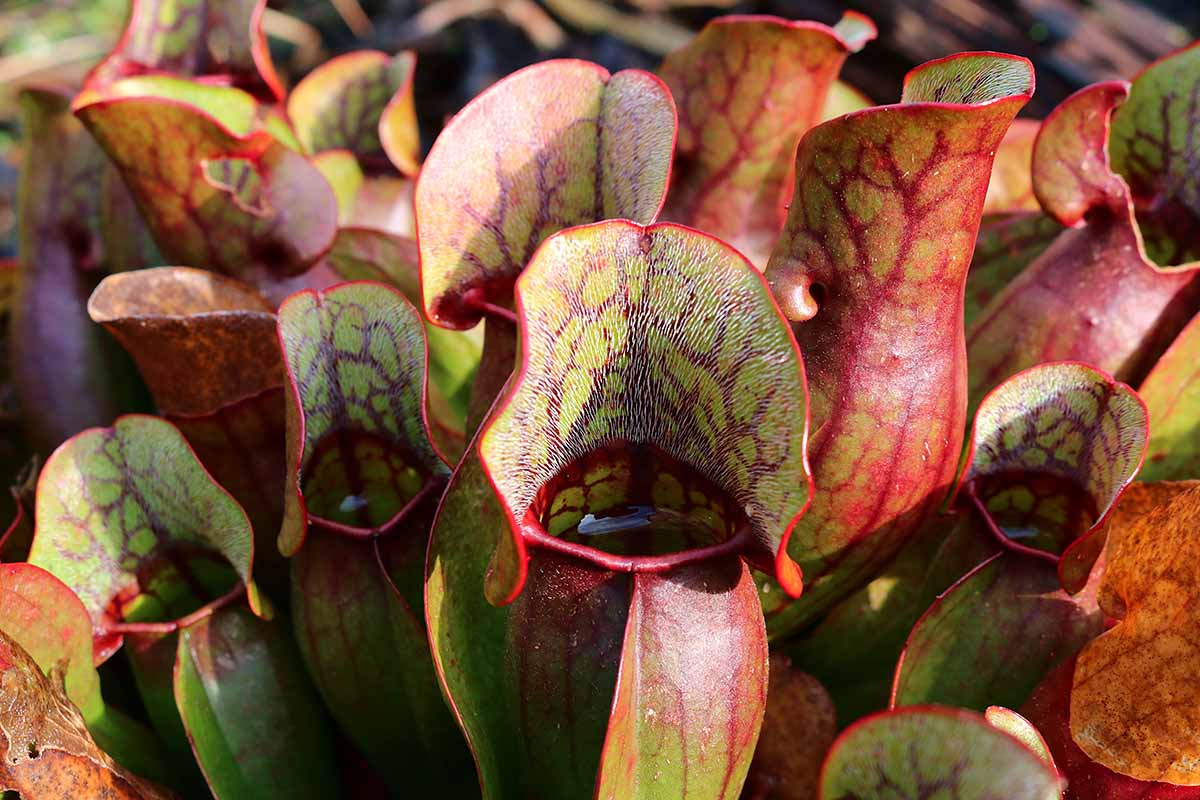 A close up horizontal image of the fine hairs of trumpet pitcher plants hungrily awaiting the arrival of insects.