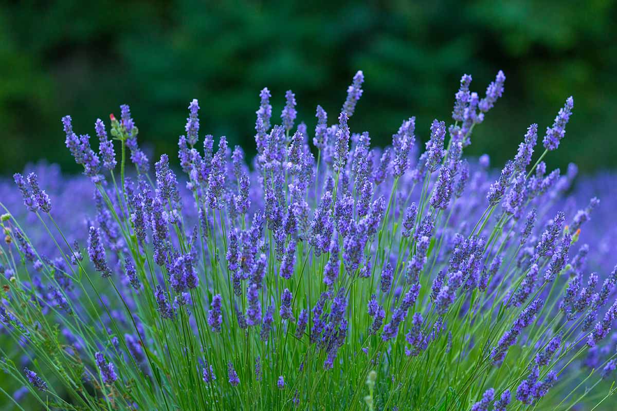 A horizontal image of the bright blue flowers of lavender growing in the backyard pictured on a soft focus background.