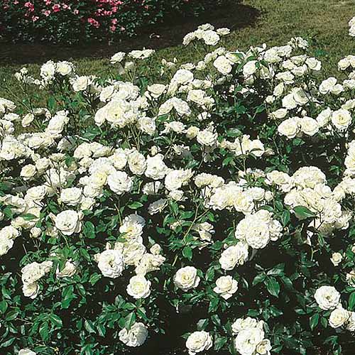 A square image of a large 'Iceberg' rose shrub with an abundance of white flowers.