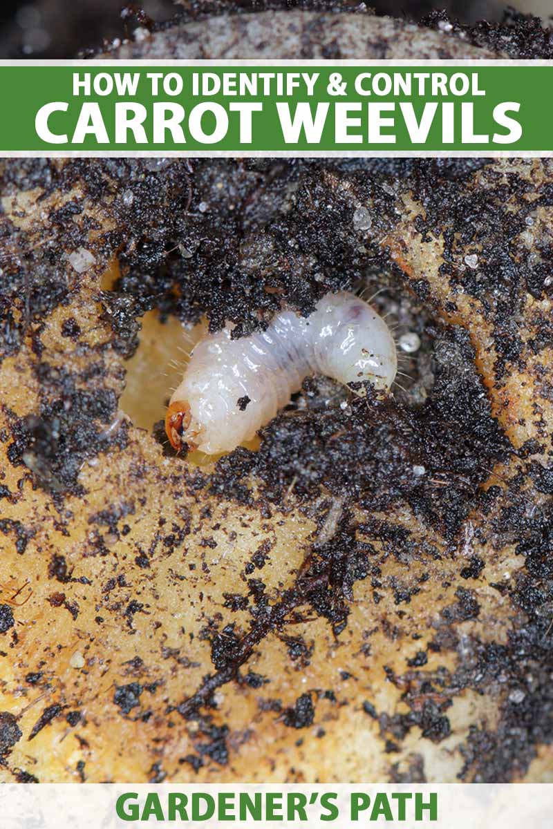 A close up vertical image of a carrot weevil (Listronotus oregonensis) larvae in the soil. To the top and bottom of the frame is green and white printed text.