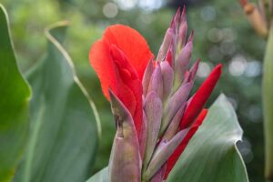 A close up horizontal image of a red canna lily bud just starting to open up pictured on a soft focus background.