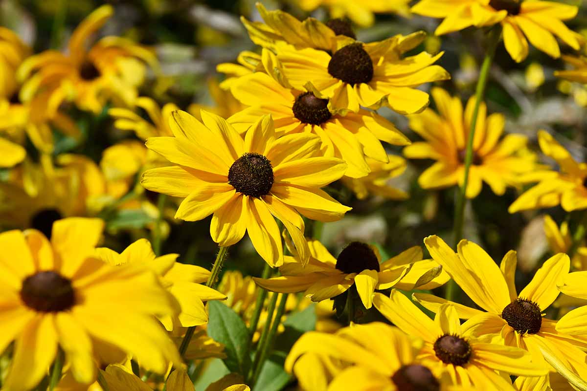 A close up of bright yellow flowers of 'Indian Summer' black-eyed Susans growing in the summer backyard.