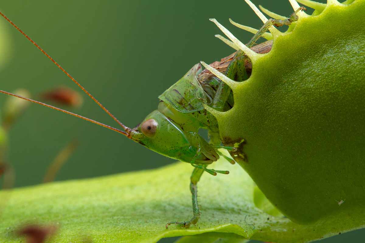 A close up of an insect regretting his life choices as he tries to escape the clutches of a Venus flytrap.