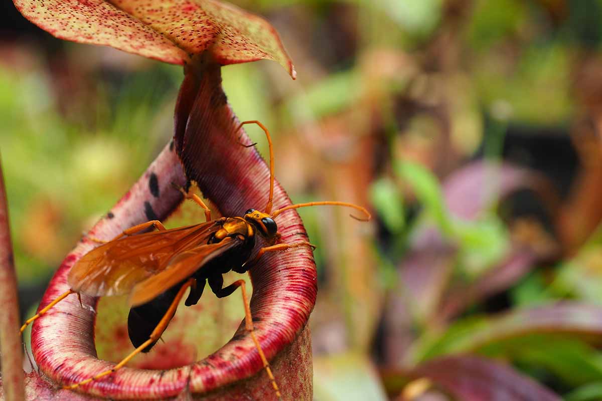 A close up horizontal image of an insect caught in the pitcher of a carnivorous plant pictured on a soft focus background.