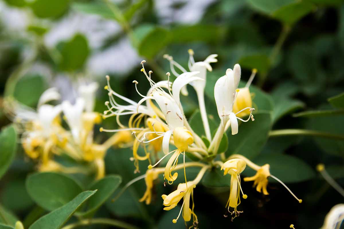 A close up horizontal image of Lonicera japonica with white and yellow flowers growing in the garden pictured on a soft focus background.
