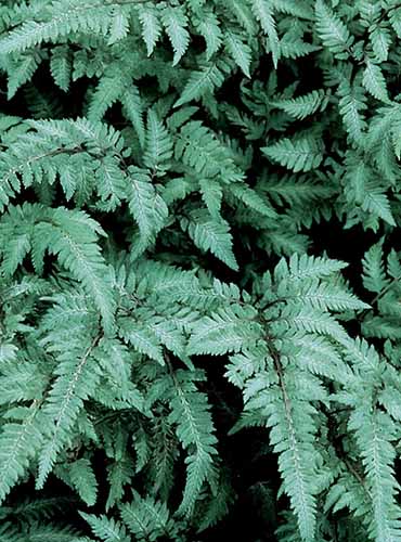 A close up of the green foliage of a Japanese painted fern, that isn't looking very painted.
