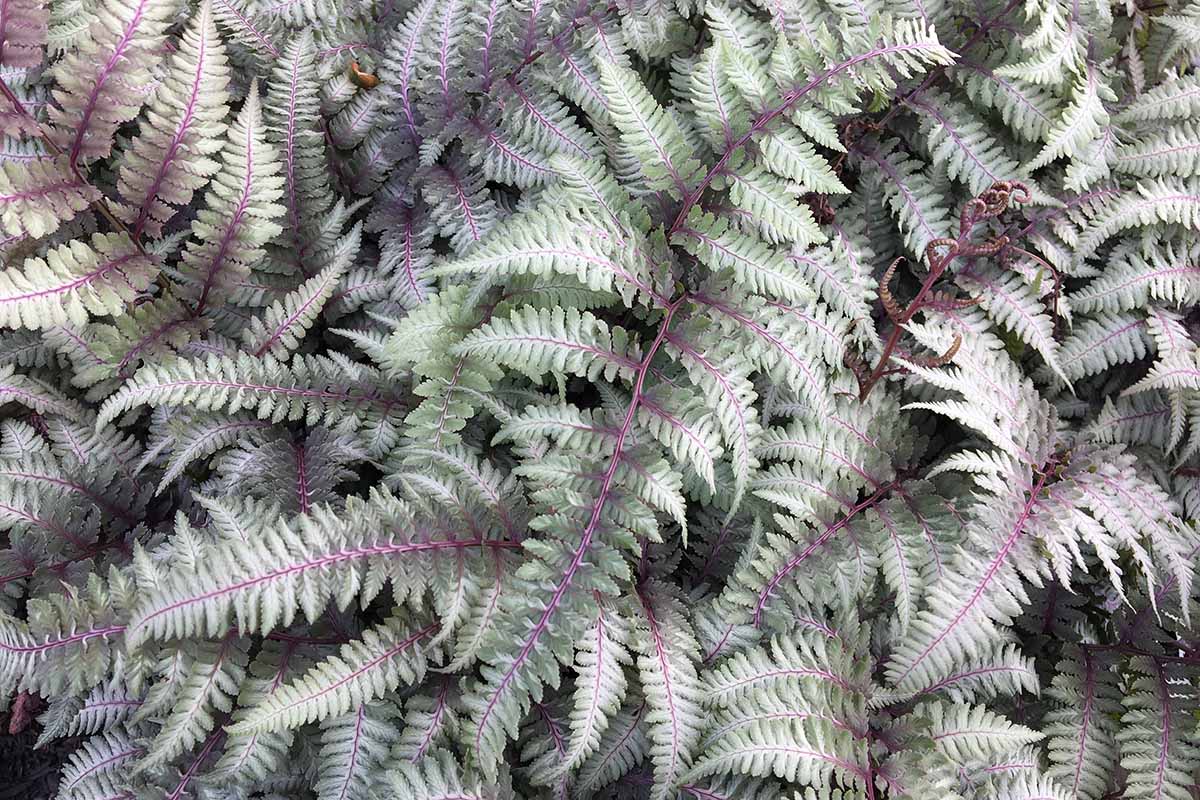 A close up horizontal image of the silvery purple foliage of a Japanese painted fern.