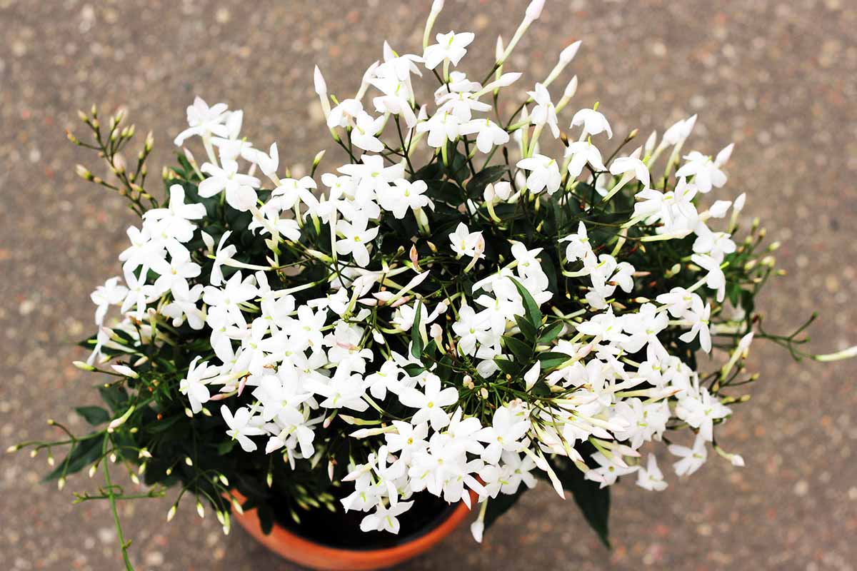 A close up horizontal image of a potted jasmine plant with white flowers and dark green foliage.