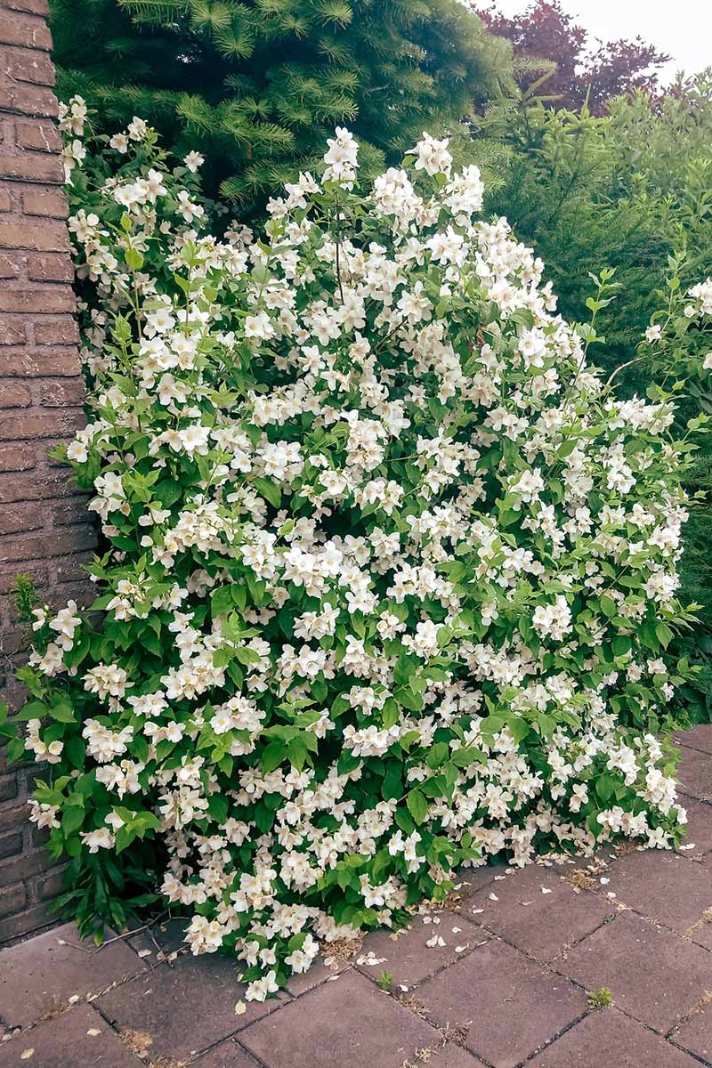 A vertical image of a jasmine shrub growing by the side of a pathway next to a brick wall.