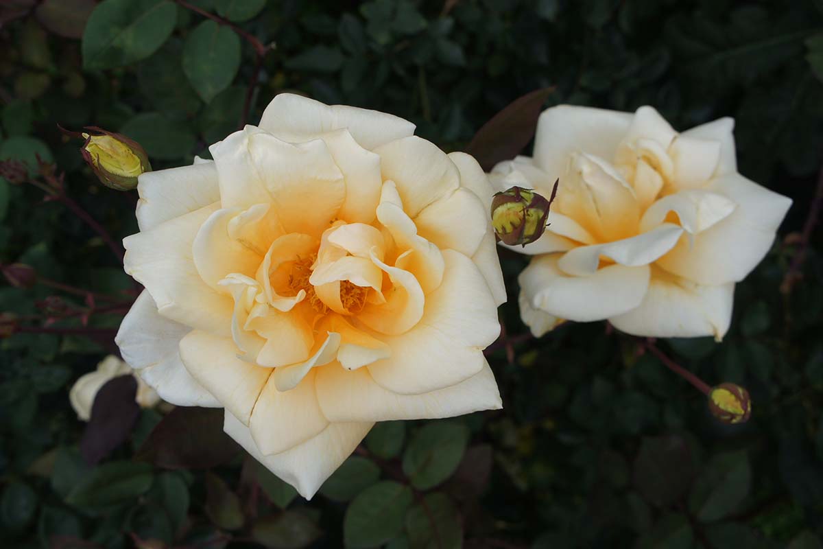 A close up horizontal image of 'Lady Hillingdon' rose blooms growing in the garden pictured on a soft focus background.