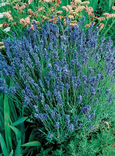 A vertical image of 'Lady' lavender growing in the garden.