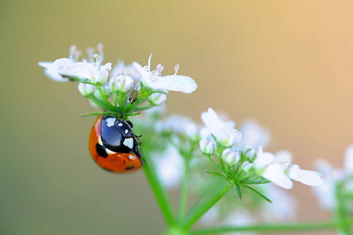 A close up horizontal image of a ladybug feeding from a cilantro flower pictured on a soft focus background.