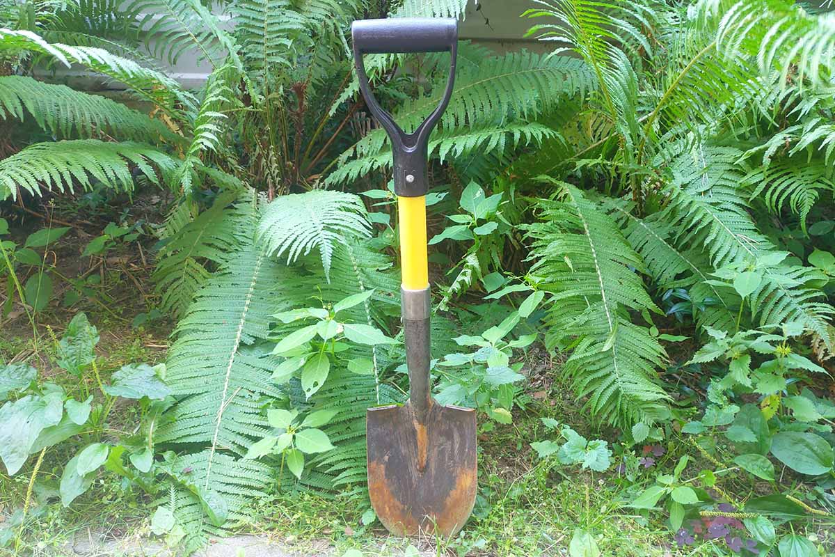 A horizontal image of a spade stuck into the ground in front of a foundation planting of ferns.