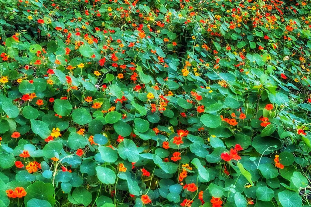A horizontal image of a large patch of nasturtiums (Tropaeolum majus) growing in the garden.