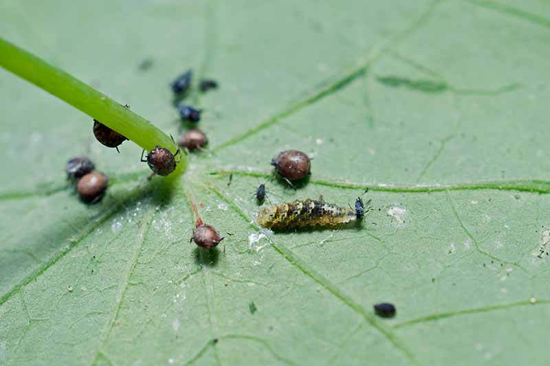 A close up horizontal image of a larval hoverfly feeding on an aphid on the underside of a leaf.