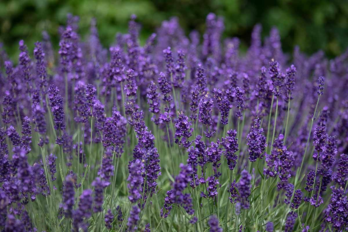A close up horizontal image of the deep purple flowers of English lavender.