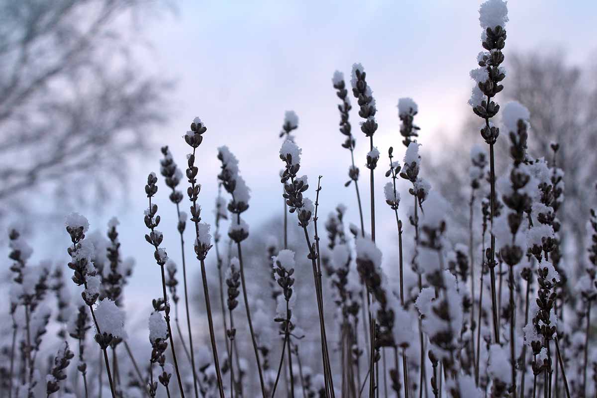 A close up horizontal image of lavender plants in winter covered in a light dusting of snow.