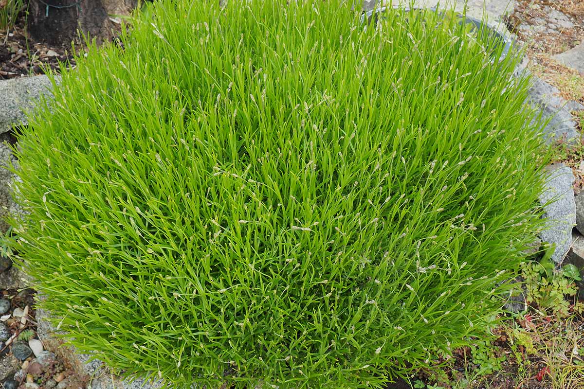 A close up horizontal image of a large clump of lavender with dense foliar growth.
