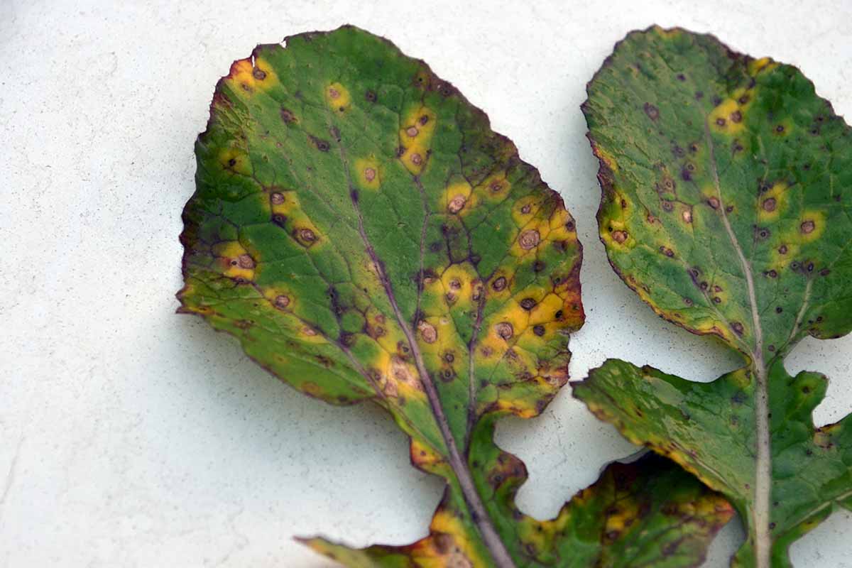 A close up horizontal image of two leaves suffering from leaf spot.
