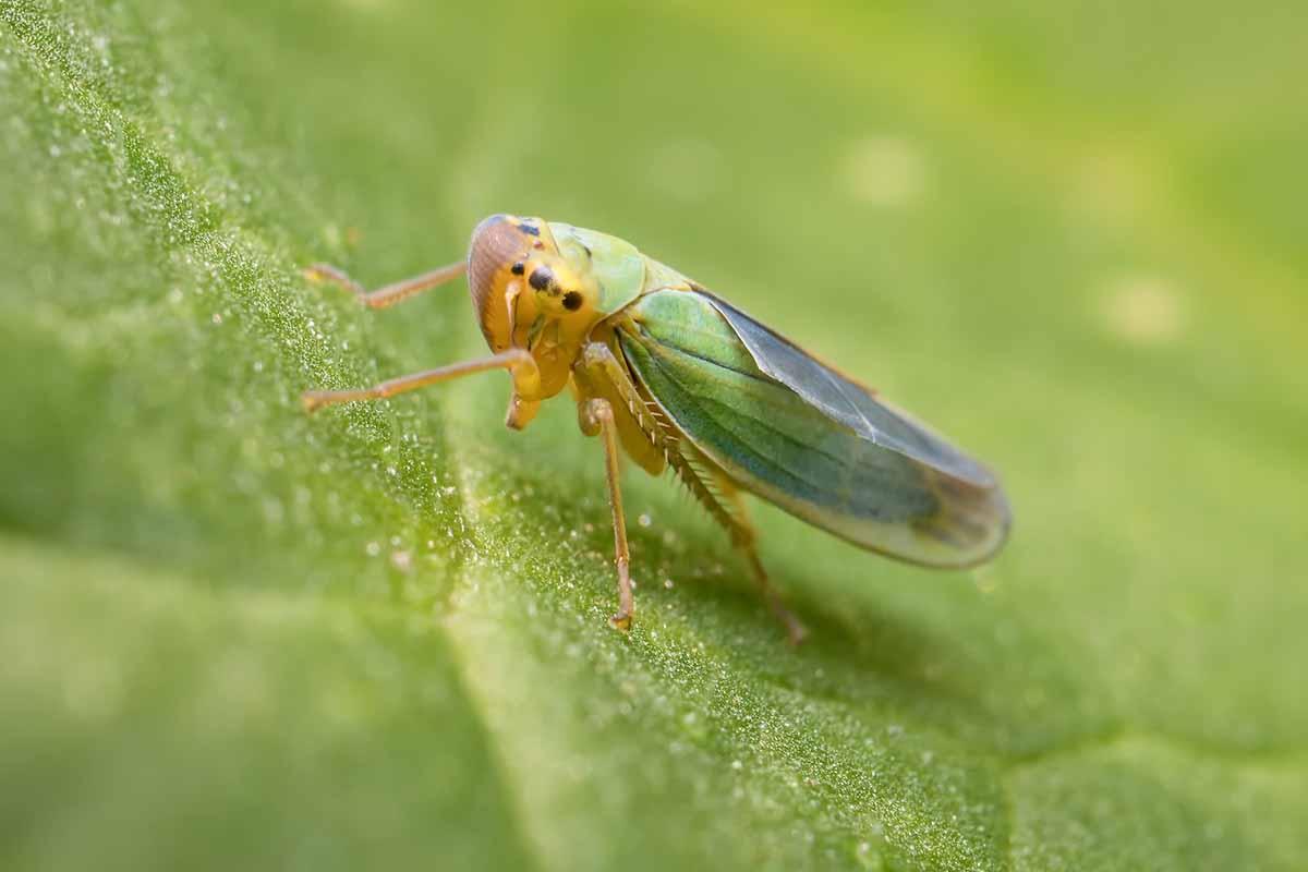 A close up horizontal image of a leafhopper on the surface of a leaf.