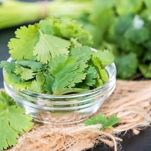 A close up square image of freshly picked cilantro in a small glass bowl.