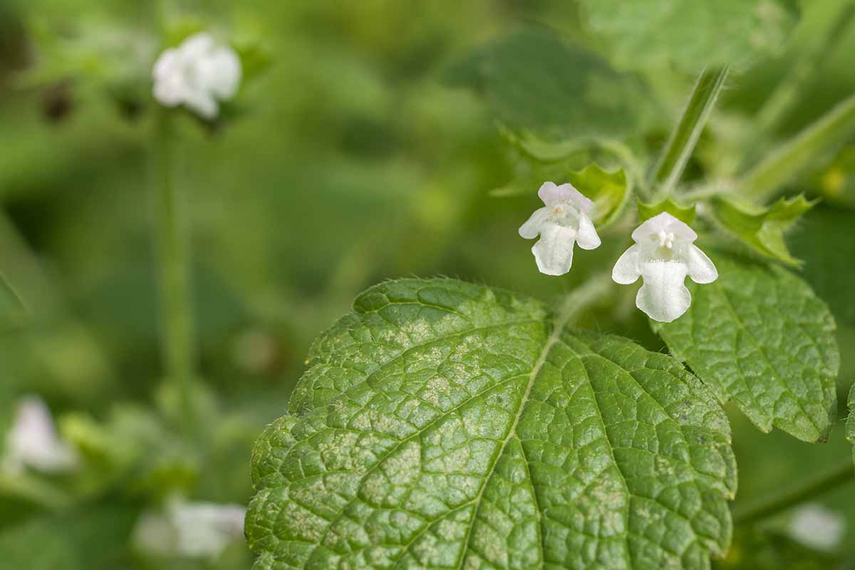 A close up horizontal image of lemon balm (Melissa officinalis) foliage and flowers pictured on a soft focus background.