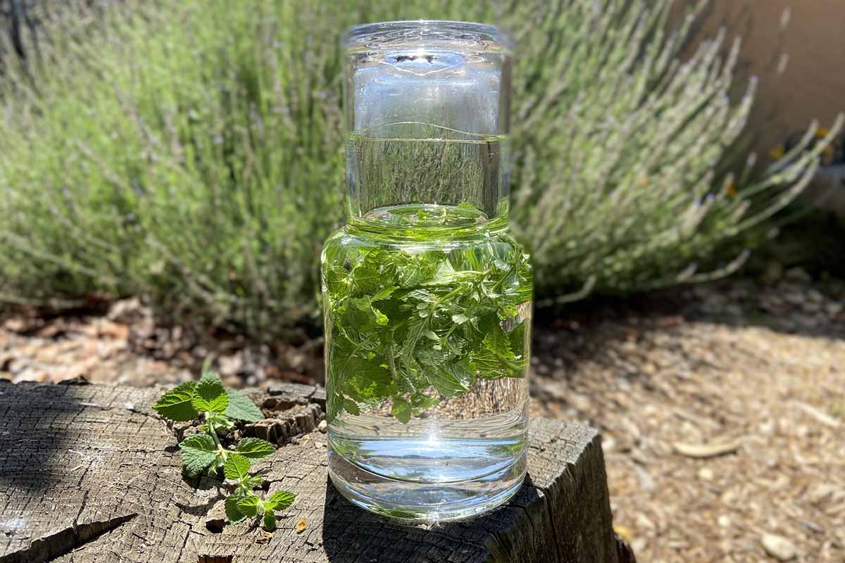 A close up horizontal image of a cold infusion of Melissa officinalis leaves in water set on a tree stump with herbs in soft focus in the background.