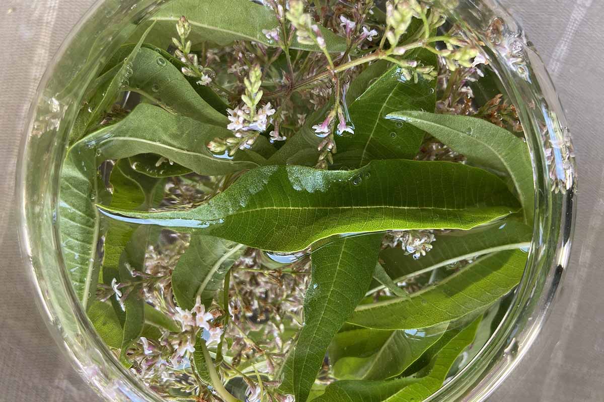 A close up horizontal image of lemon verbena leaves and flowers in a jar to infuse.