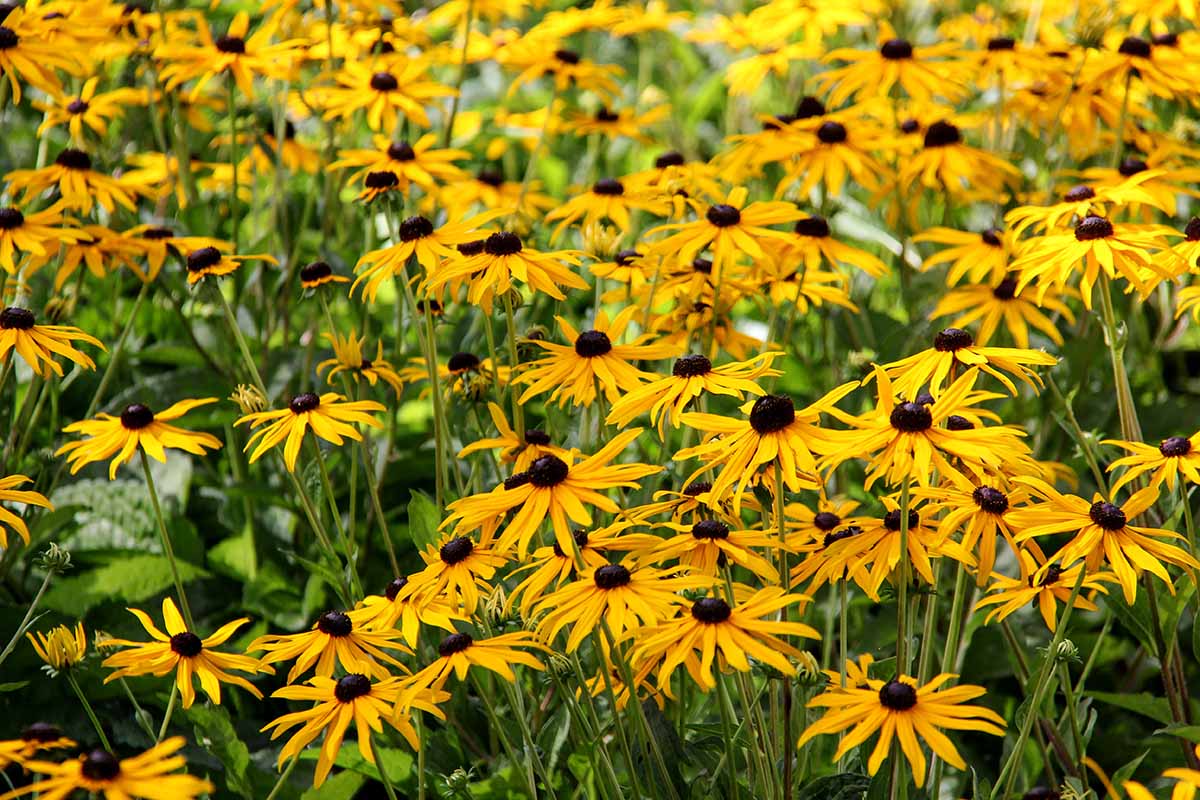 'Little Goldstar' black-eyed Susan blooms growing in a wildflower meadow.